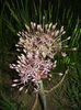 Allium schubertii (2015, May 15)