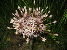 Allium schubertii (2015, May 15)