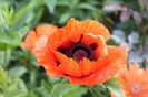 papaver or. Allegro