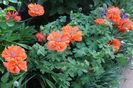 papaver orientale