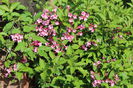 weigella Pink Princess
