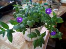 IMG_20150526_064843