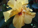 Picture My plants 3375