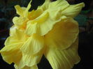 Picture My plants 3380