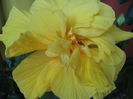 Picture My plants 3383