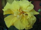 Picture My plants 3384