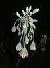 Allium siculum (2015, May 13)