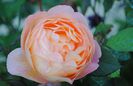 Lady Emma Hamilton