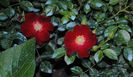 Bienenweide Rot