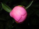 Peony. Bujor (2015, May 13)