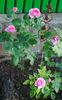 Gertrude Jekyll