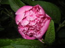 Peony. Bujor (2015, May 13)