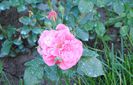 Rosarium Uetersen