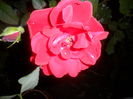 SAM_5389