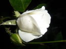 SAM_5392