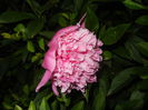 Peony. Bujor (2015, May 15)