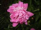 Peony. Bujor (2015, May 16)