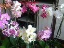 DSC07704