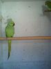 Copy of 11106249_953059794738684_912597269_n