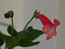 NEW 2015 - Kohleria Luci s Bubbles