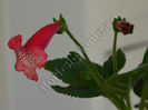 NEW 2015 - Kohleria Luci s Bubbles