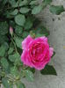 DSC07418