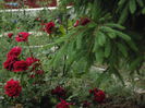 DSC07421