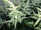 Astilbe