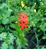 Lychnis chalcedonica