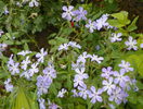 phlox divaricata