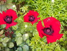 papaver or. Brillant