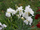 Boule de Neige
