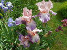 Heather Blush