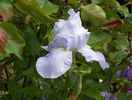 Blue Sapphire