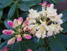 rhododendron Percy Wiseman