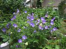 geranium jonsons blue