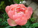 DSC08553