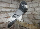 Picture 014