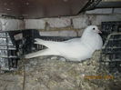 Picture 018