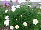 DSC07724