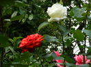 DSCN8103