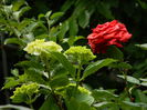 DSCN8104