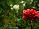 DSCN8105
