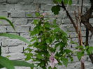 DSCN8111