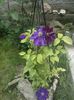 clematis