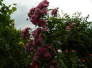 DSCN8117