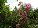 DSCN8118
