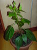 DSC00219