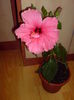 DSC00233