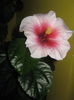 Pink Dream